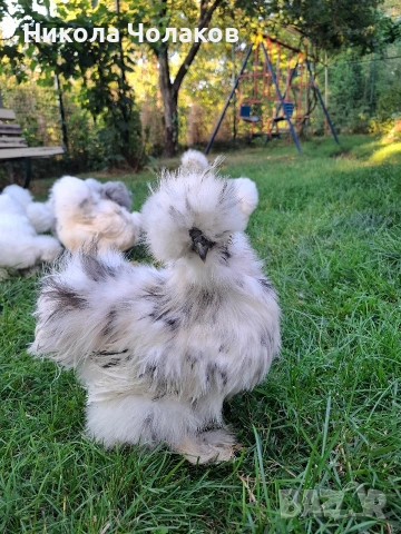 Американски копринки яйца 