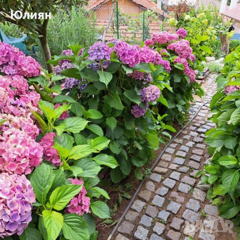 Хортензия ,бяла и розова , снимка 7 - Градински цветя и растения - 45320991