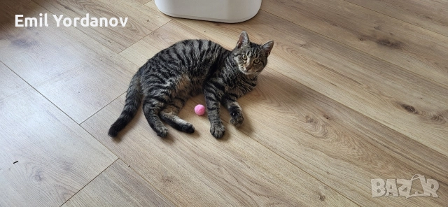 СПЕШНО! Мъжко котенце на около 5 месеца