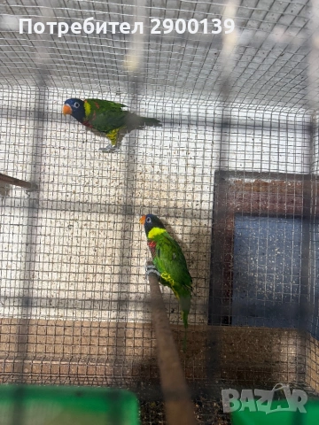 2 Лори може бартер, снимка 2 - Папагали - 54257978
