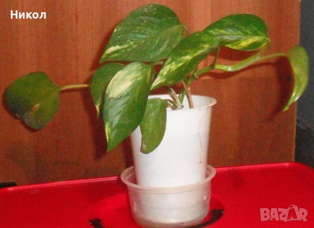 Продавам Сциндапсус – красива стайна лиана., 7 лв, снимка 2 - Стайни растения - 52531610