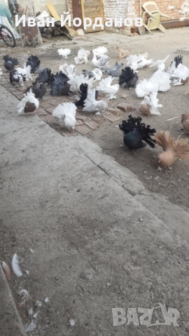 Гълъби Индийски Фенерлий, снимка 2 - Гълъби - 52275334