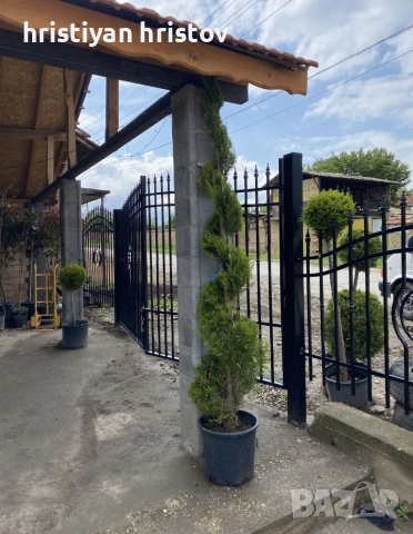 Туя различни видове, снимка 6 - Градински цветя и растения - 53464352