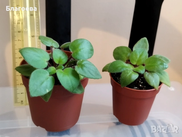 Теменужка , снимка 2 - Стайни растения - 51353489