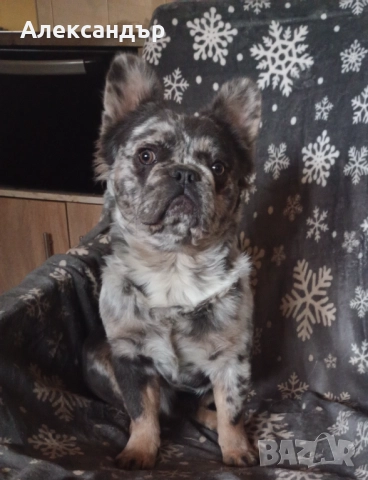 Мъжки френски булдог за разплод 