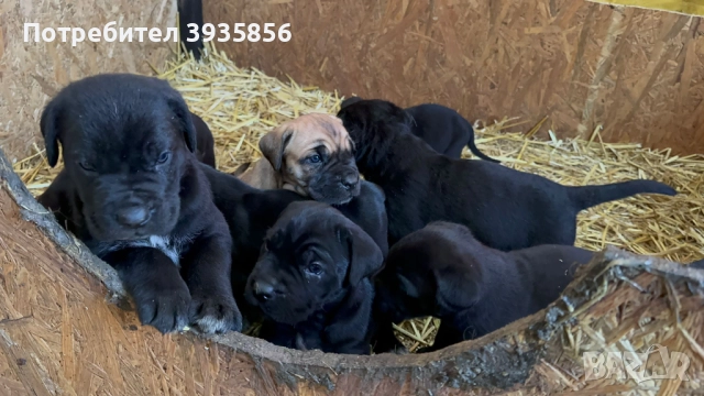 Кане Корсо бебета , снимка 2 - Кане корсо - 52534770