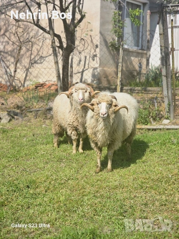 kocove za kurban bayram