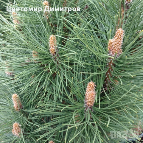 Бял бор, Черен бор, Елха(Ела, Обикновена ела, Бяла ела), снимка 3 - Разсади - 50160668