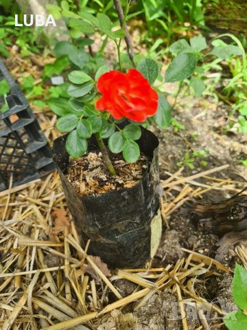храстовидна спрей  роза , снимка 3 - Градински цветя и растения - 46305037