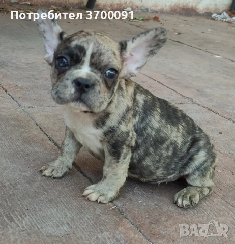 френски булдог/ булдочета, снимка 1