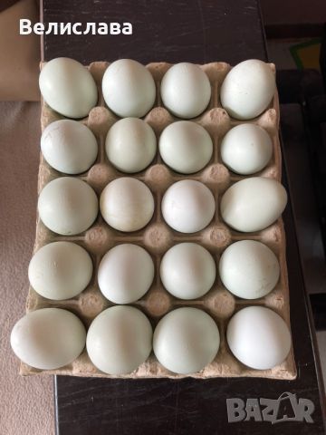 Домашни яйца от Араукана , снимка 2 - Домашни продукти - 46368086