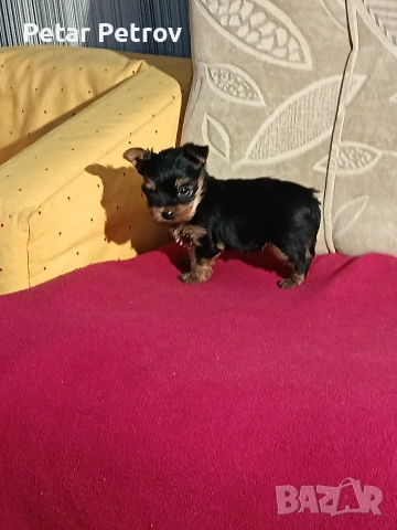 Йоркширски териер мини , снимка 2 - Йоркширски териер - 53883069