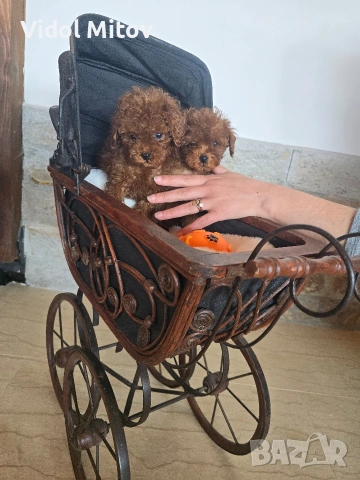 Тийкъп Пудел момичета , снимка 2 - Пудели - 53747318