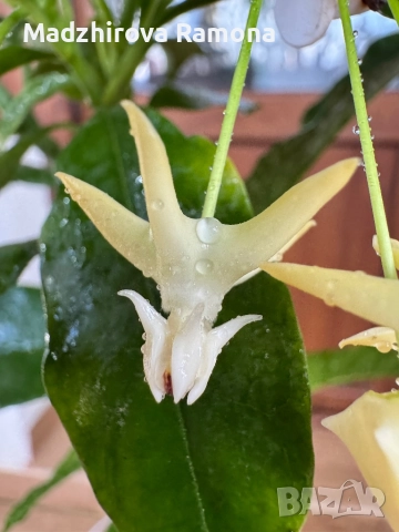 Hoya Multiflora , снимка 3 - Стайни растения - 52597536