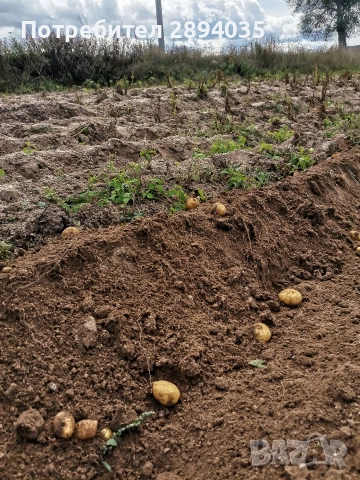 картофи за консумация и семе , снимка 2 - Разсади - 54288885