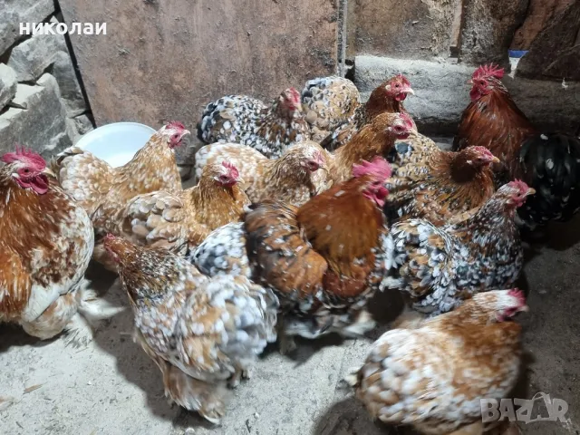 Продавам яйца от мини кохин порцелан, снимка 7 - други­ - 49700572