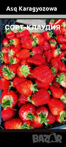 разсад ягоди и малини, снимка 11 - Разсади - 53755752