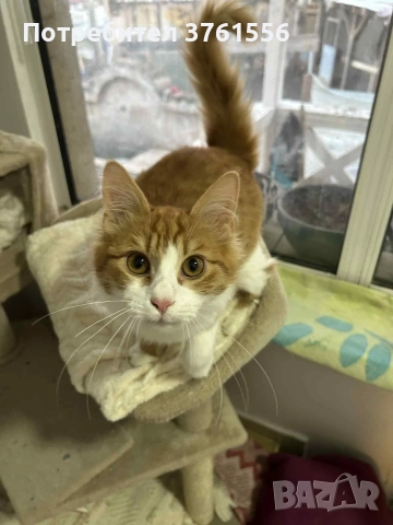 Подарявям Ангорско коте, снимка 2 - Ангорски - 52929199