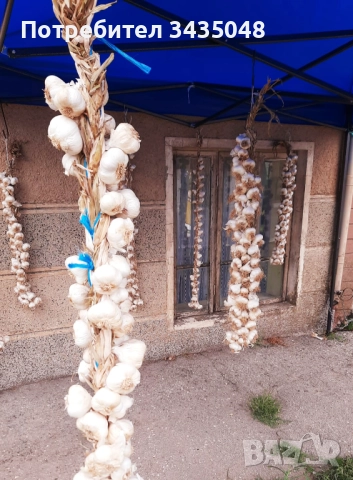 Домашен български зимен чесън собствено производство! Без химикали и пестециди!, снимка 8 - Домашни продукти - 52705970