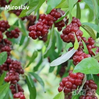 Есенна маслина , снимка 6 - Градински цветя и растения - 54244702