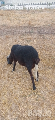 Продавам КОЧОВЕте 