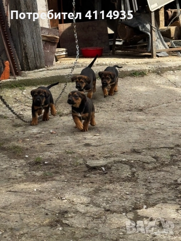Кучета малиноа и родопско гонче