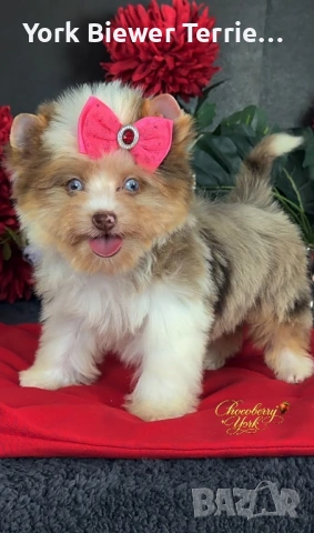 Йоркширски Териер, шокоберри цвят! Момичета с родословие за деца и възрастни! , снимка 2 - Йоркширски териер - 53097643