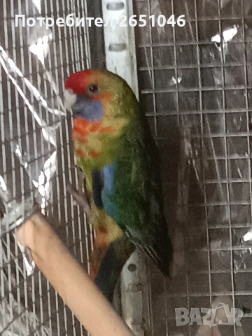 Розели, снимка 3 - Папагали - 53596887