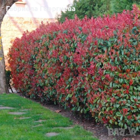 Фотиния ред робин 