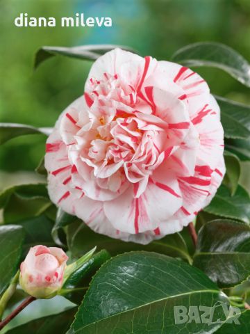 Камелия Хамелеон, Camellia japonica „Chameleon“, снимка 1 - Градински цветя и растения - 45439682