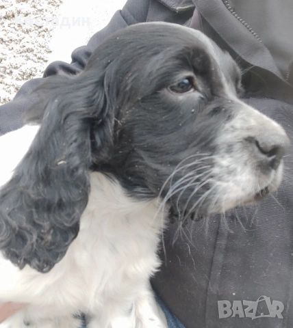 Английски сетер 