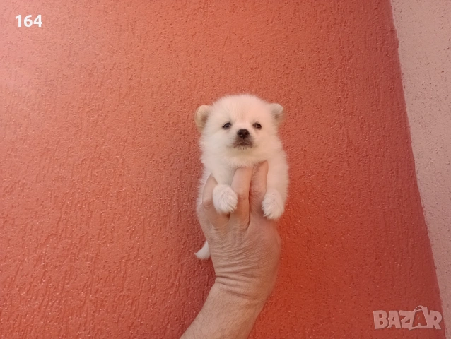 Мини Шпиц - Померан. Мъжки и женски кученца. , снимка 5 - Померан - 53743617