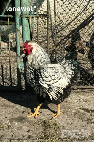 Сребърно кантиран виандот