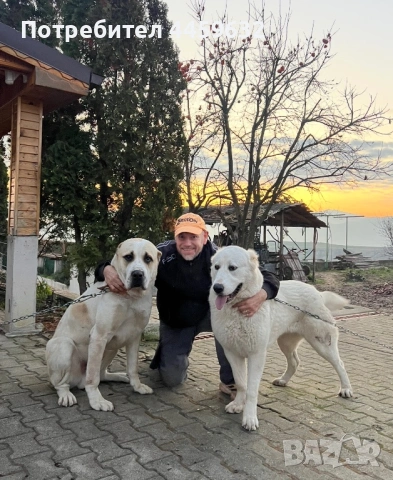 Кученца Алабай, снимка 11 - Алабай - 53922557