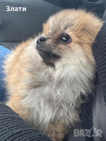 Мини Померанче Момиче