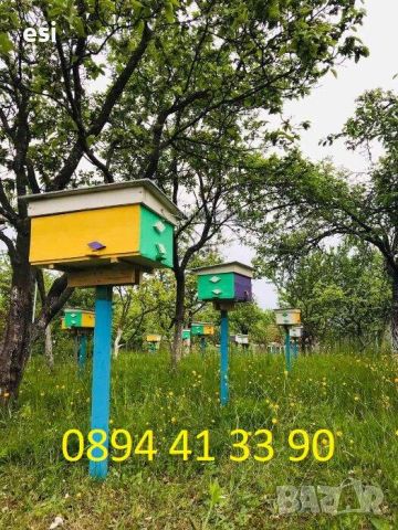 Пчелни майки - Карпатска и Карника - ОПЛОДЕНИ, снимка 4 - За пчели - 44710352