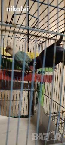 син масков , снимка 4 - Папагали - 52996764