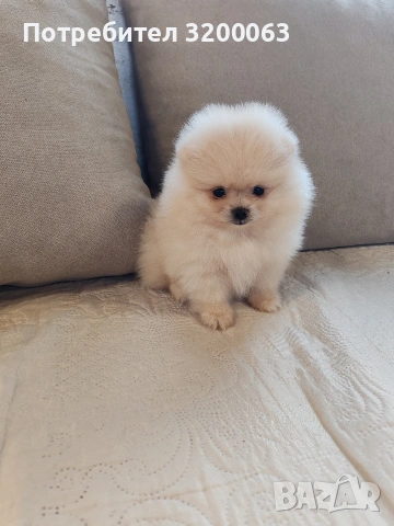 Померан мини померанчета , снимка 11 - Померан - 53726000