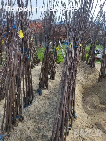 Продавам черешови дръвчета от сортовете:Червена Регина и Жълта Драганова, снимка 2 - Разсади - 53707210