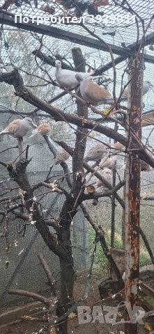 Продавам скумруци гугутки, снимка 2 - Гълъби - 52476087