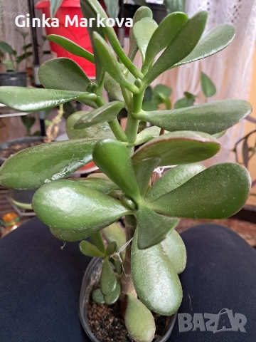 Дървото на живота - 4 евро