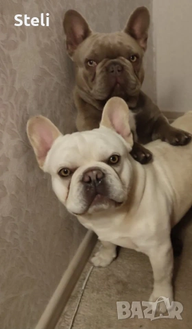 Френски булдог сини , снимка 4 - Френски булдог - 53030675
