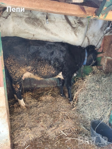 Продавам юница