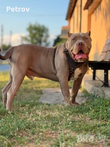 Американски булета , снимка 9 - Питбул - 52912672