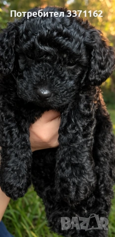  момченце пудел toy