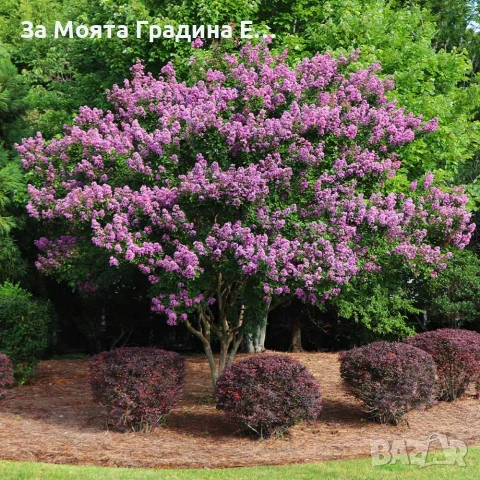 Лагерстремия - Индиански Люлак , снимка 3 - Градински цветя и растения - 53635871