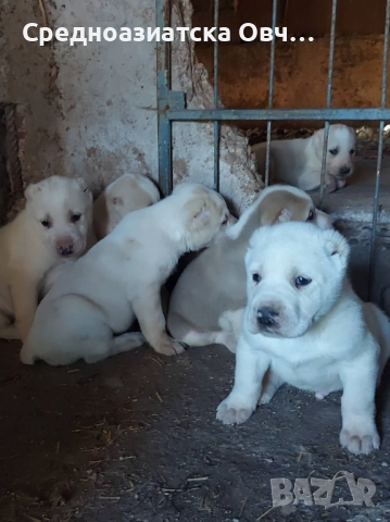 Сао-Алабай, снимка 5 - Алабай - 52877451