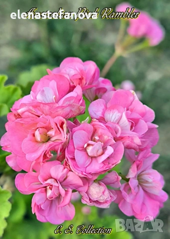 Сортови мушката - комплект