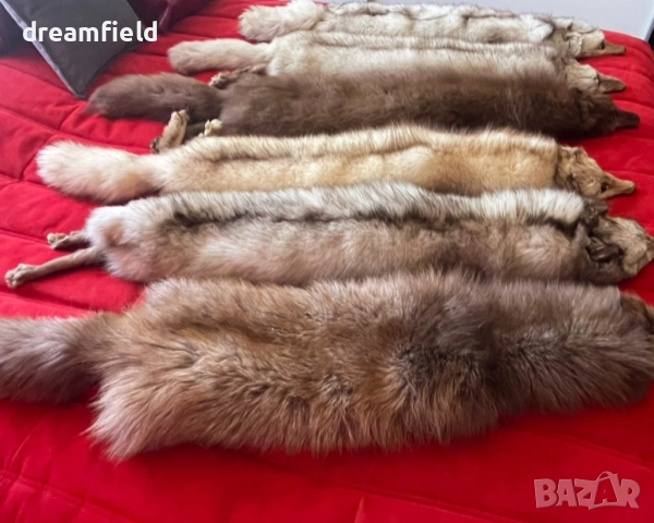 Сребърна лисица-ЯКИ- различни цветове