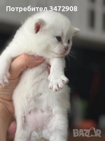 Британски коларпоинт котета, снимка 4 - Британска късокосместа - 54242100